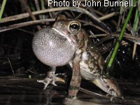 Fowler's Toad calling